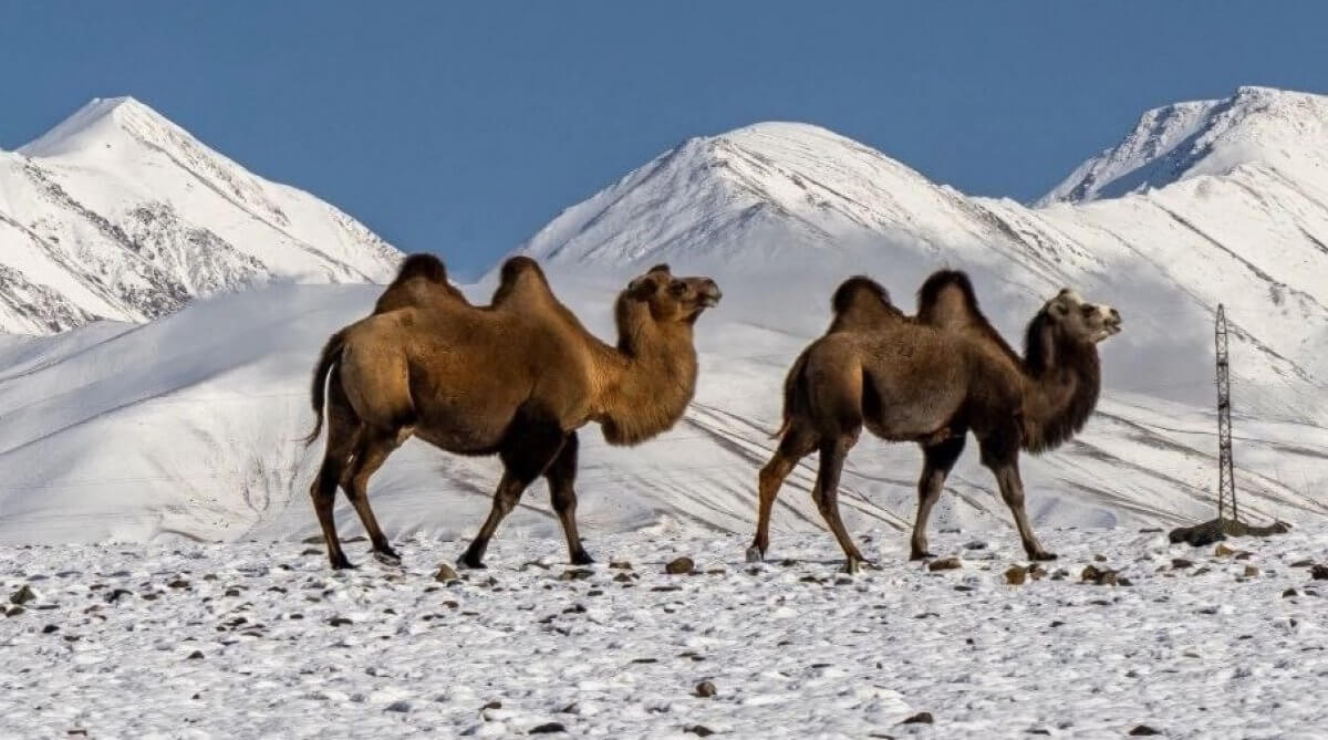 Обильный циклон придет в Казахстан 5 февраля