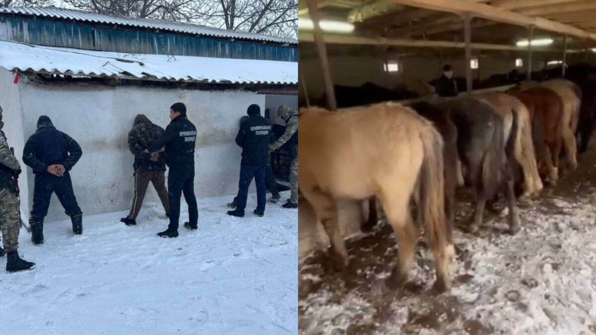 Серийных скотокрадов поймали в Туркестанской области (ВИДЕО)
