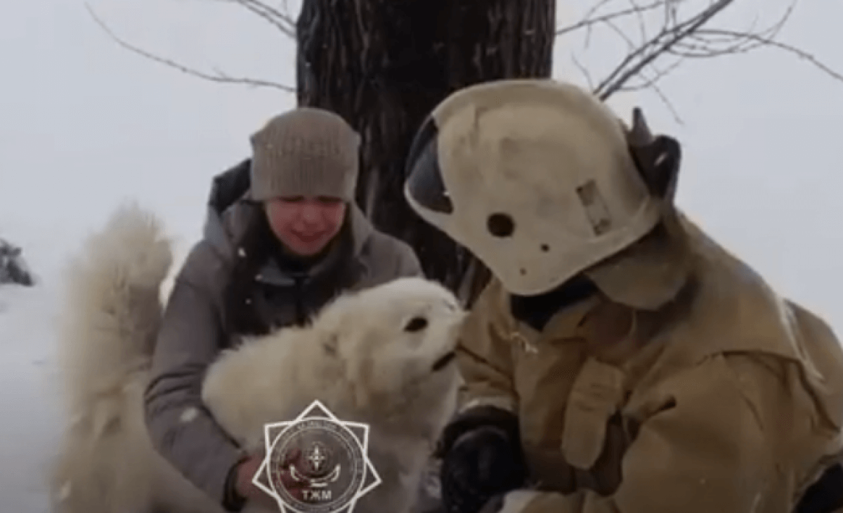 Трогательное спасение собаки сняли на видео в Риддере