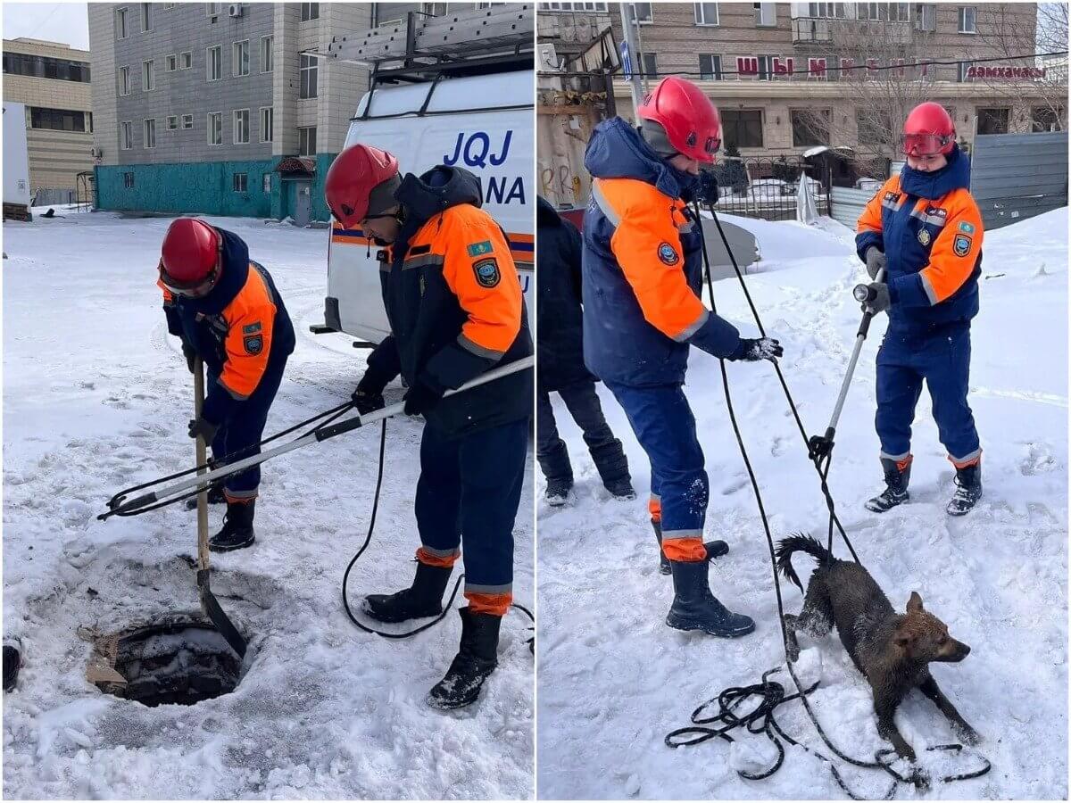 Упавшую в колодец собаку спасли в Астане