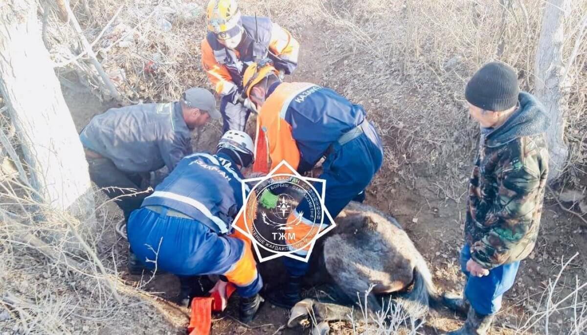 Упавшую в арык лошадь спасли в Кызылорде