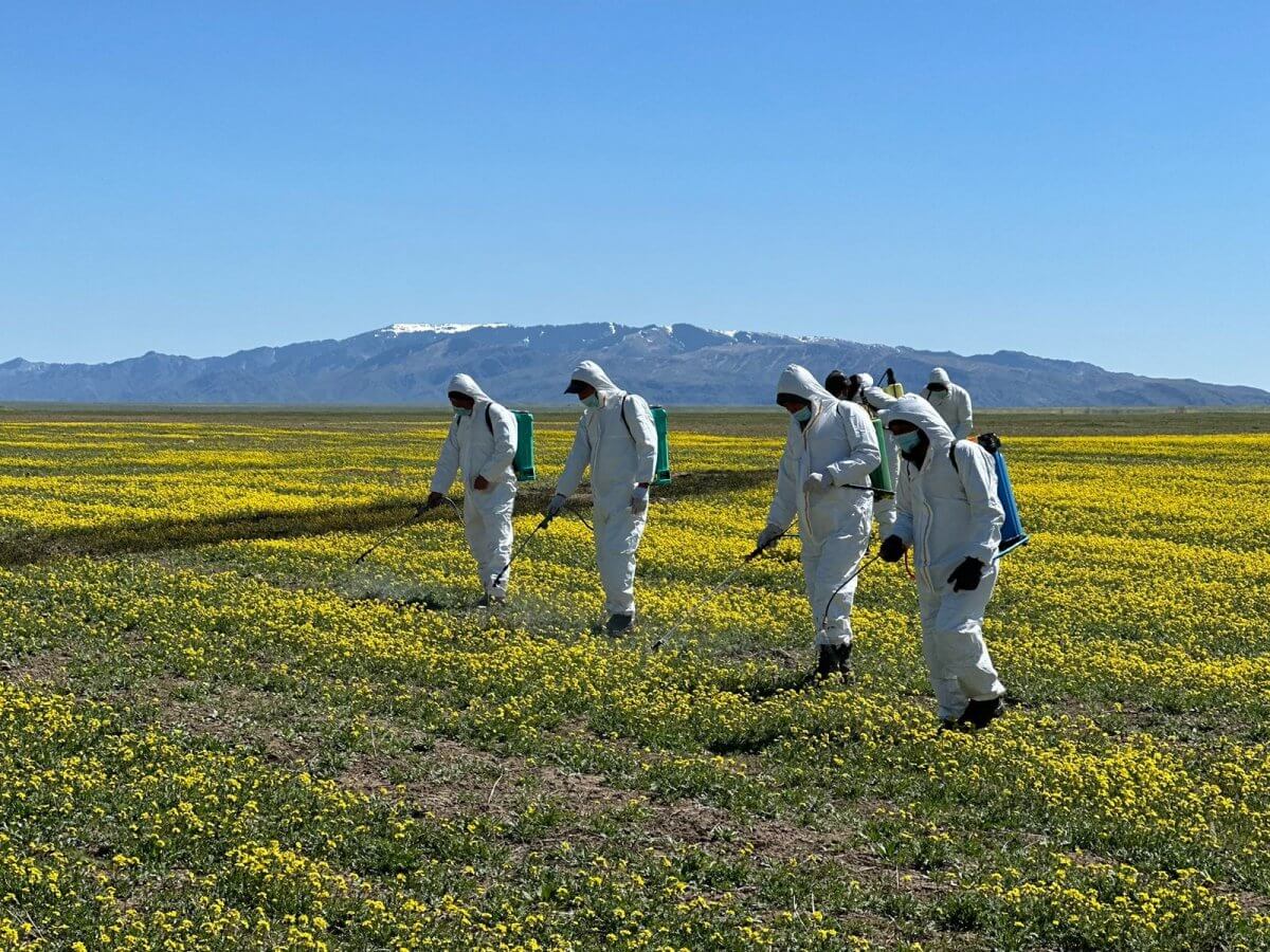 Черви-вредители атаковали сельскохозяйственные культуры в Алматинской области