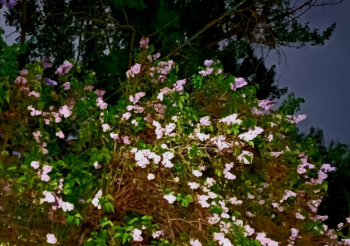 Дожди и заморозки обещают в Казахстане