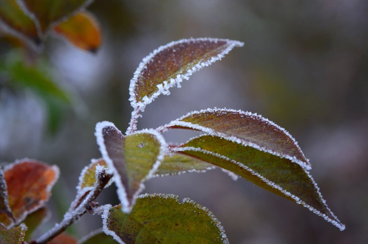 Заморозки ожидаются в Казахстане