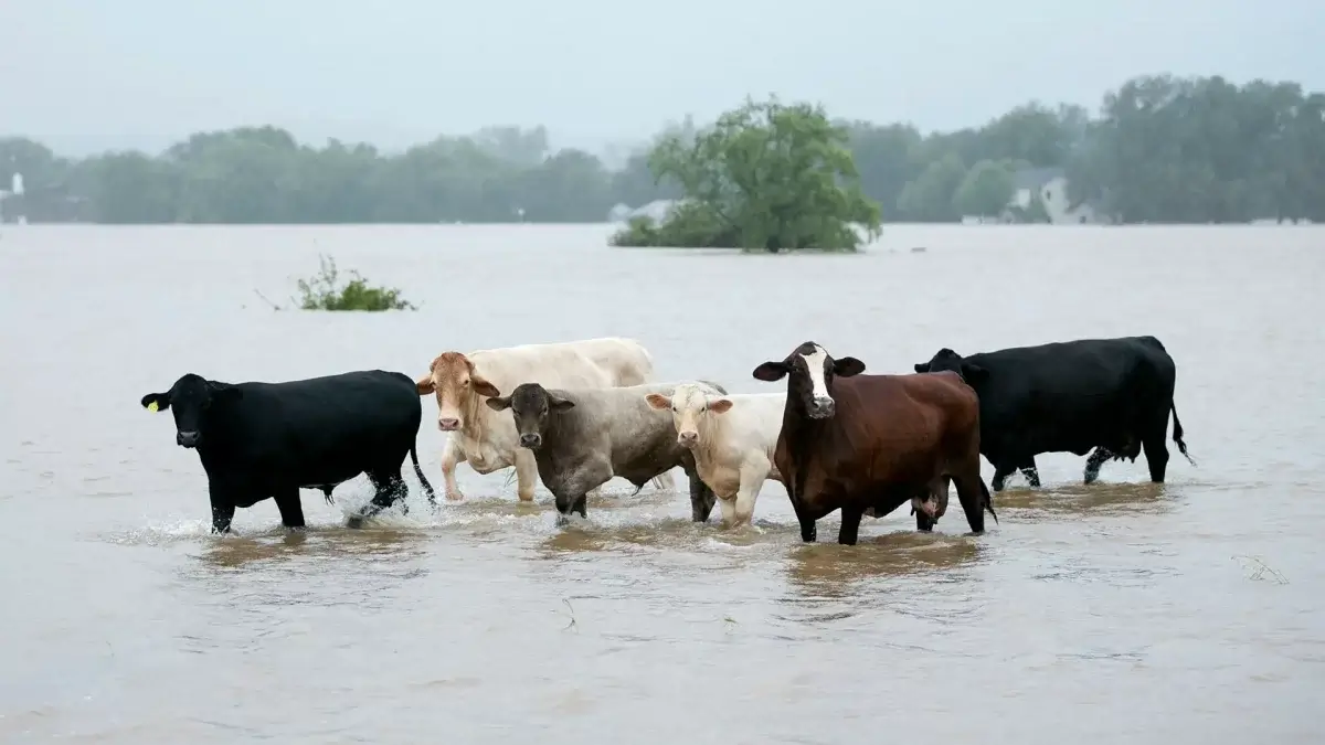 Компенсации за погибший скот начали выплачивать в Кульсары