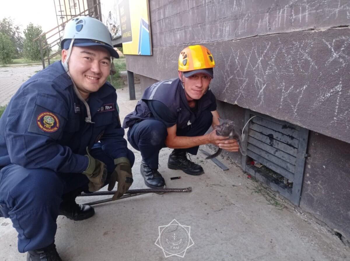 Спасатели Актобе вытащили из подвала застрявшую кошку