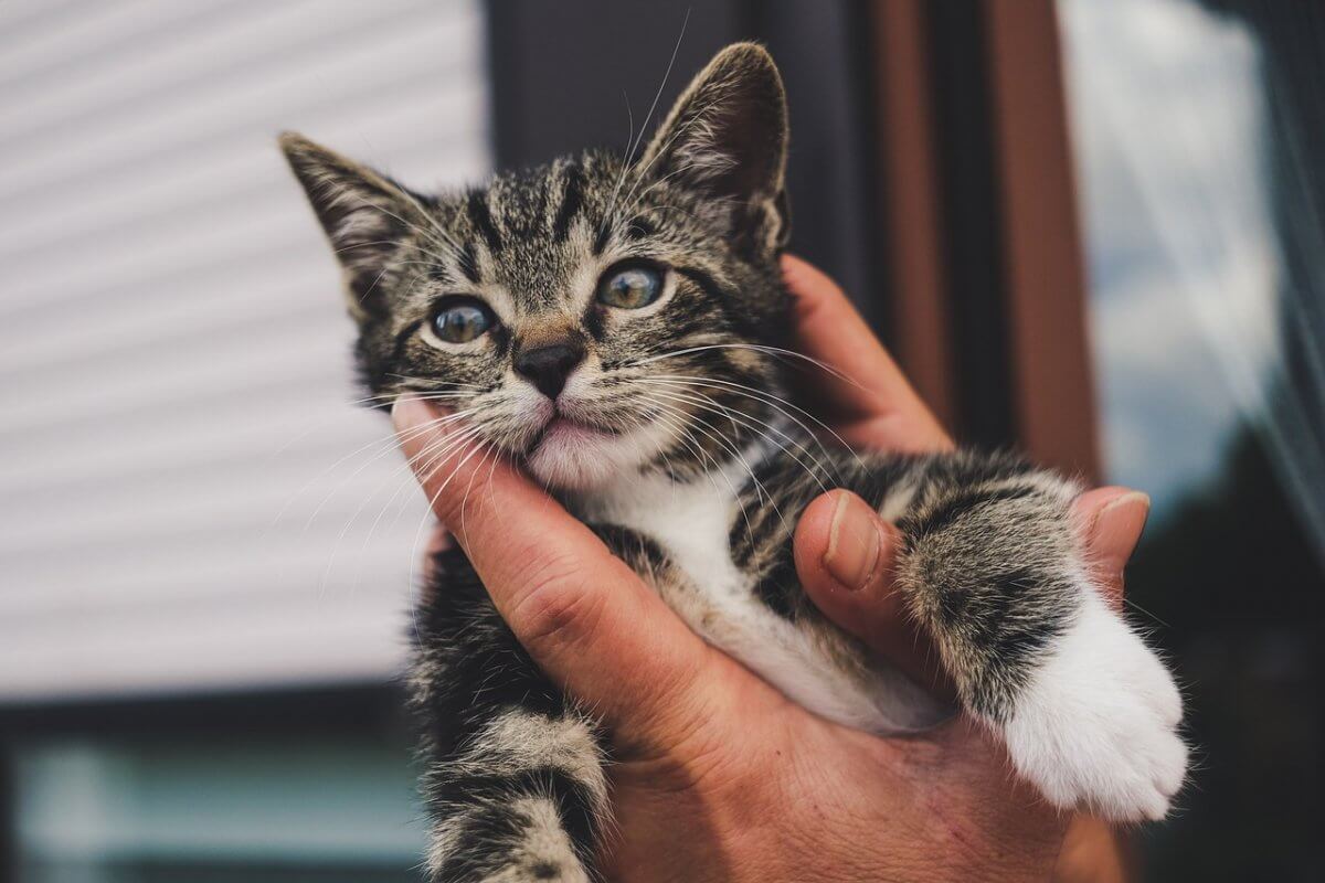 Котенок застрял за облицовкой здания в Астане