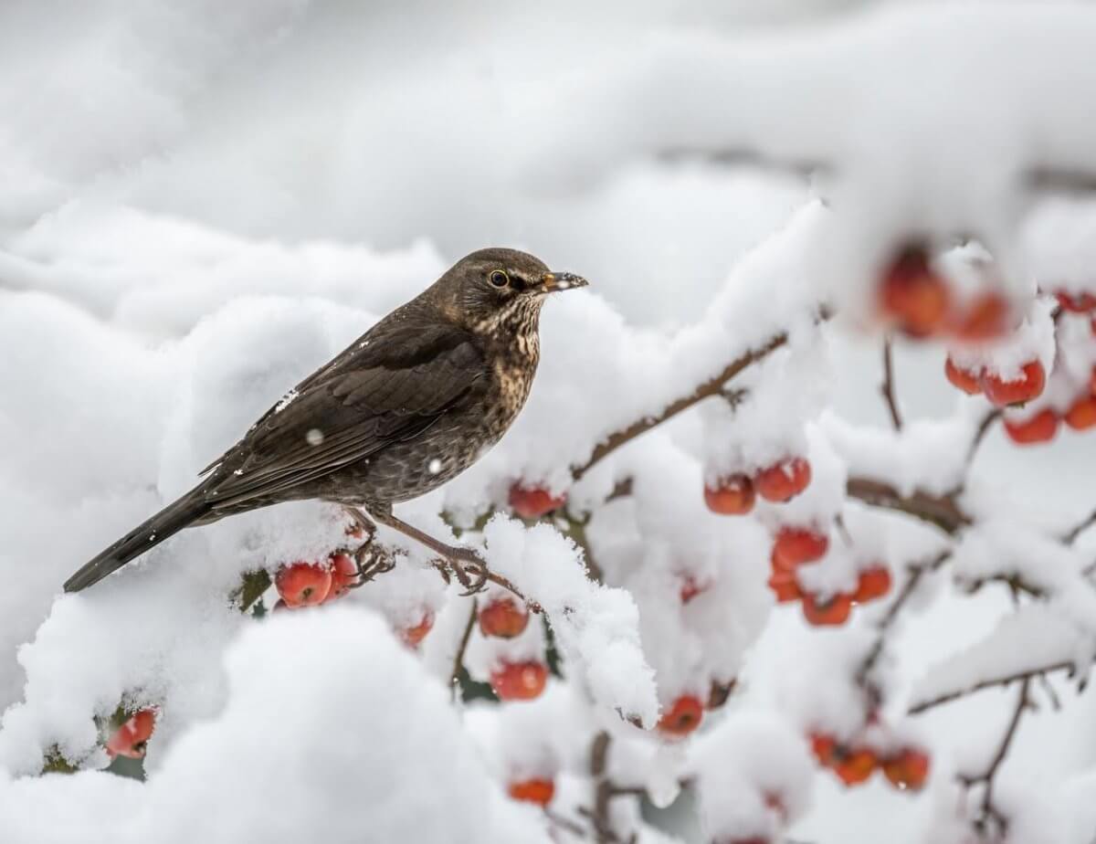 Снежные выходные прогнозируют в Казахстане