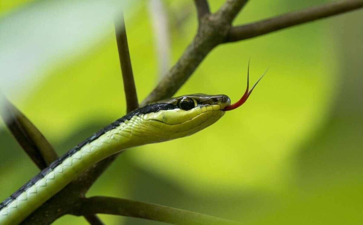 Змея напугала жителей жилого массива Шымкента