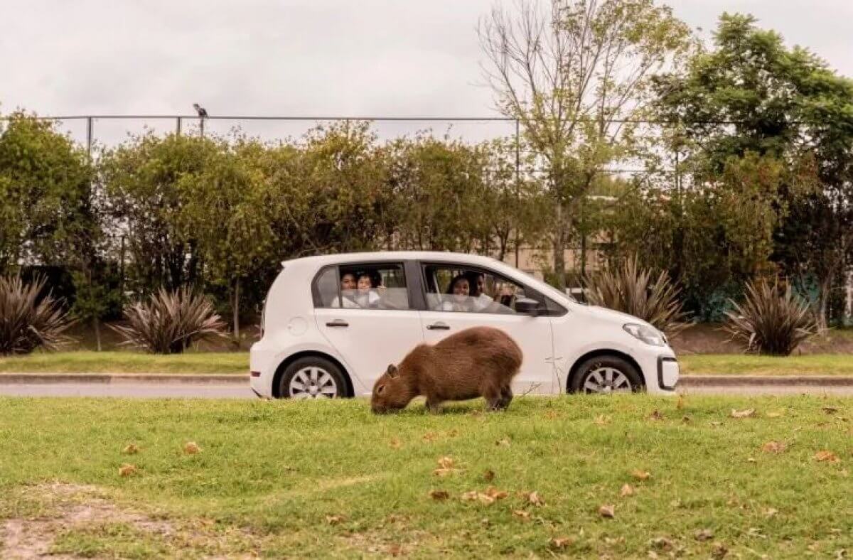 Капибары захватили город в Аргентине