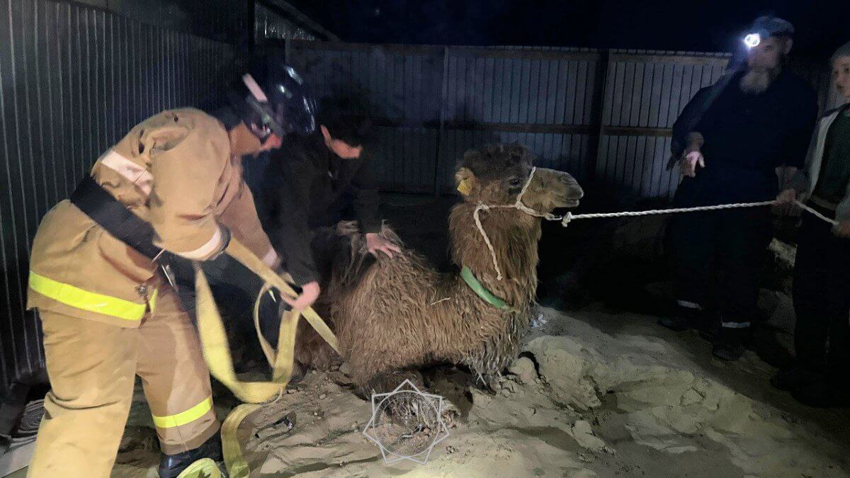 Верблюжонка вытащили из ямы лебедкой в Кызылординской области (ВИДЕО)