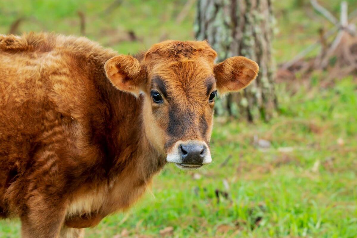 Теленка весом 200 кг спасли из колодца в Усть-Каменогорске
