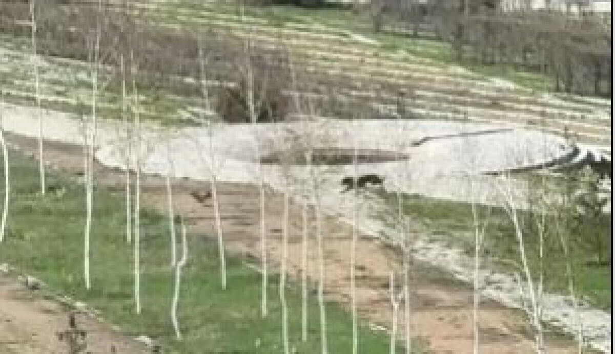 Собаки в Астане устроили погоню за зайцем (ВИДЕО)