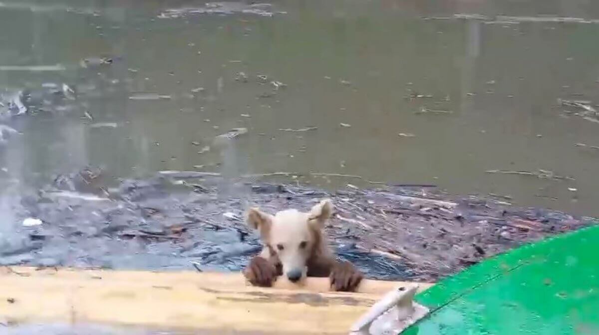 Тонущего медвежонка спас житель села