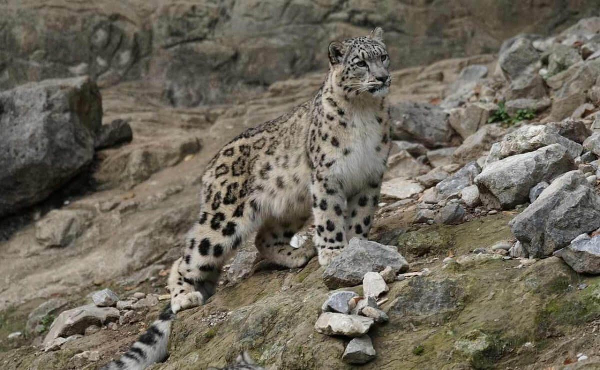 Снежный барс попал в фотоловушку в Восточном Казахстане