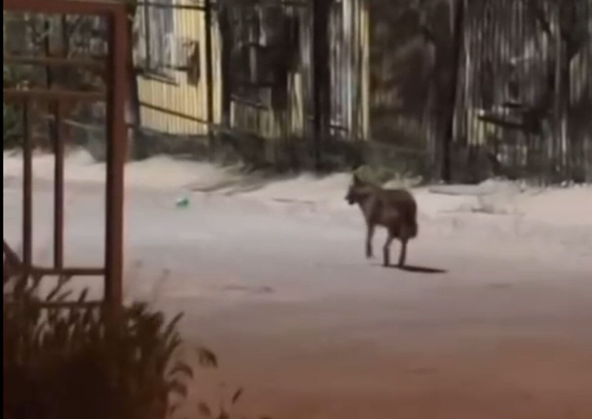 Дикий хищник забрел в жилой микрорайон в Актау