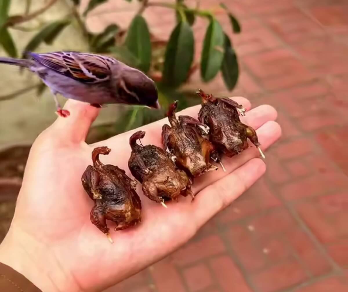 Воробьи стали деликатесом в Узбекистане