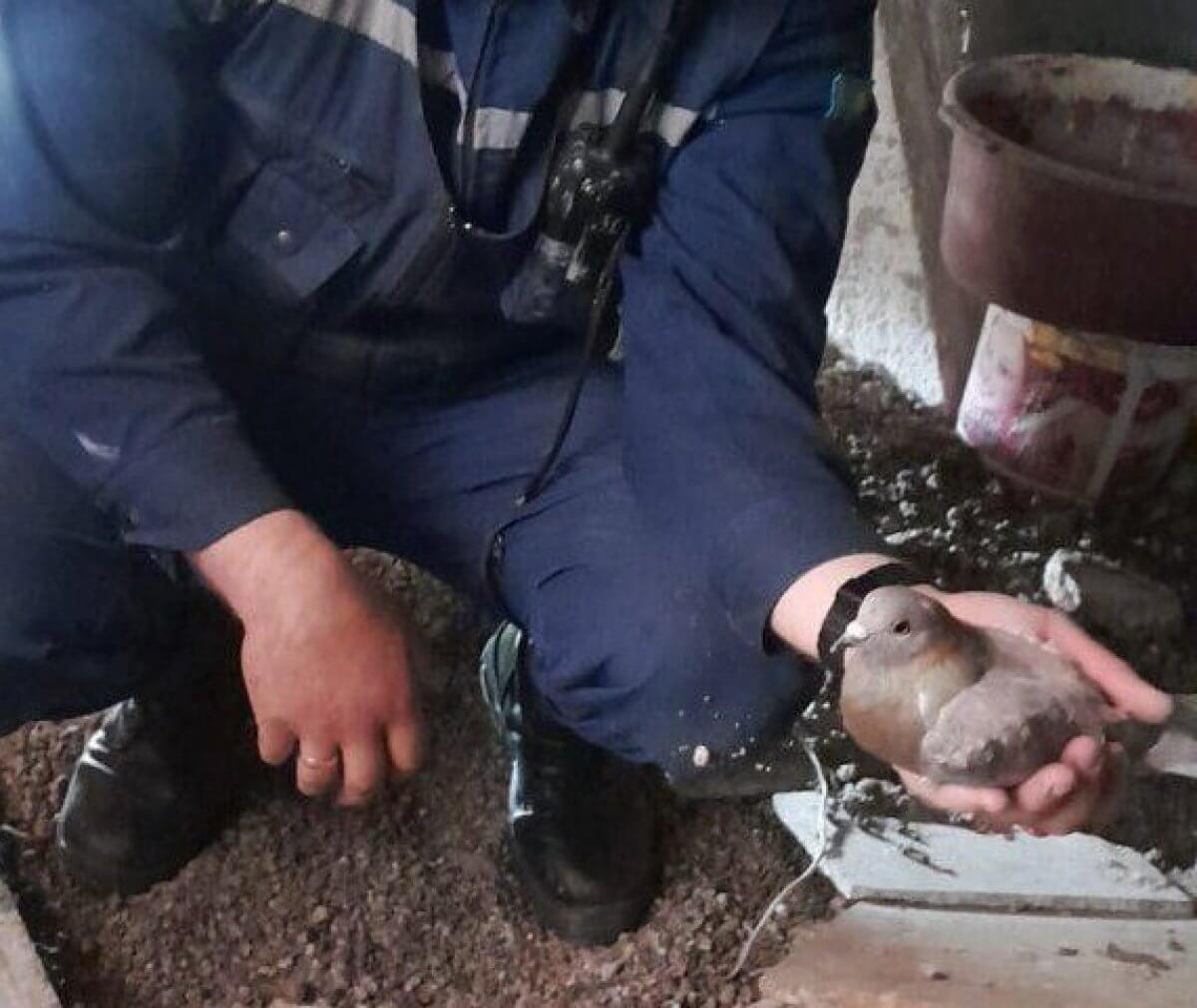 Голубь застрял в вентиляции жилого дома в Костанае (ВИДЕО)