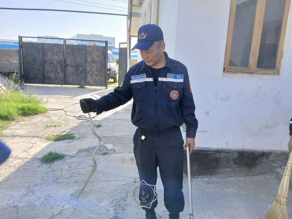 Змеи атаковали дома жителей Шымкента (ВИДЕО)