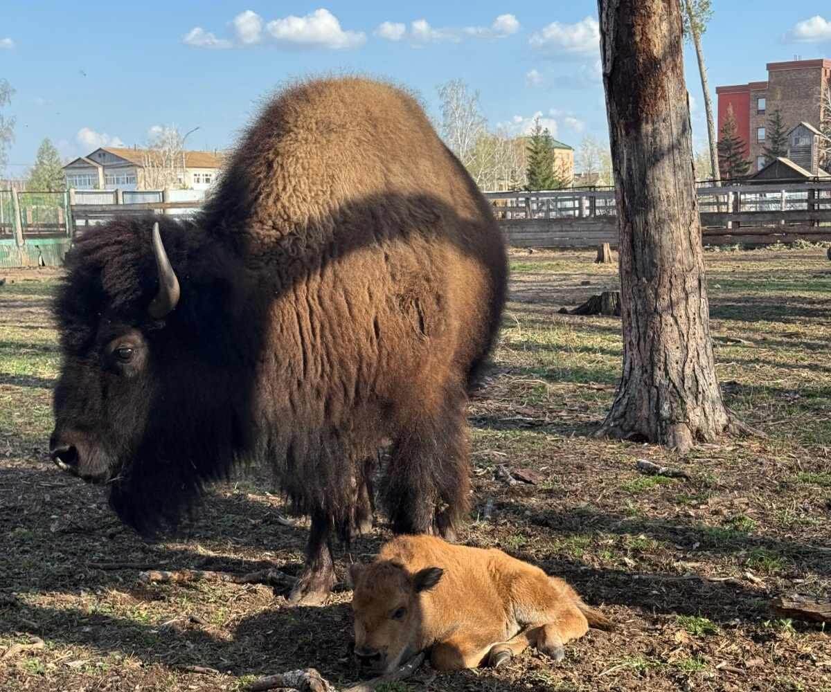 Детеныш редкого зубробизона родился в зоосаде Бурабая