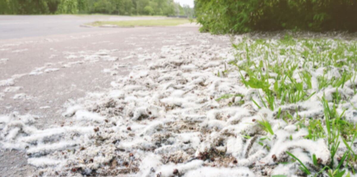 Жители Астаны жалуются на обилие тополиного пуха (ВИДЕО)