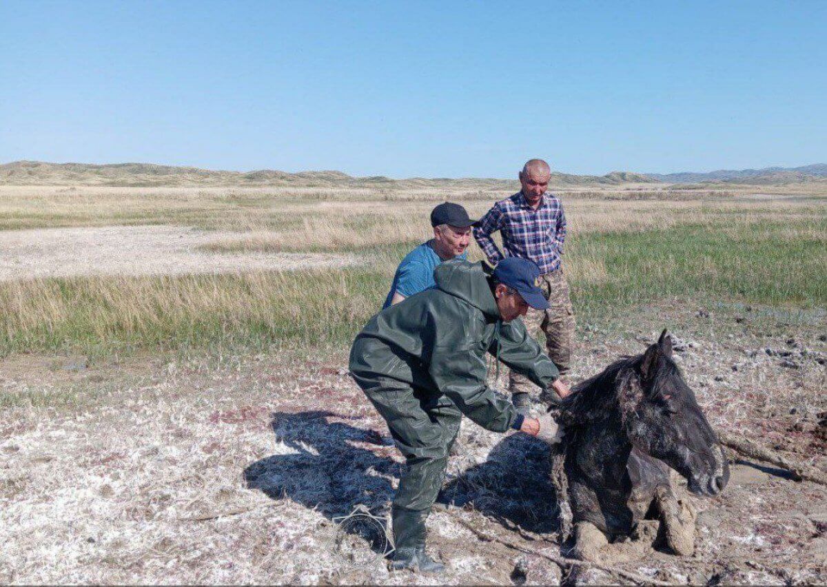 Три дня в грязевой ловушке провела лошадь в Абайской области (ВИДЕО)