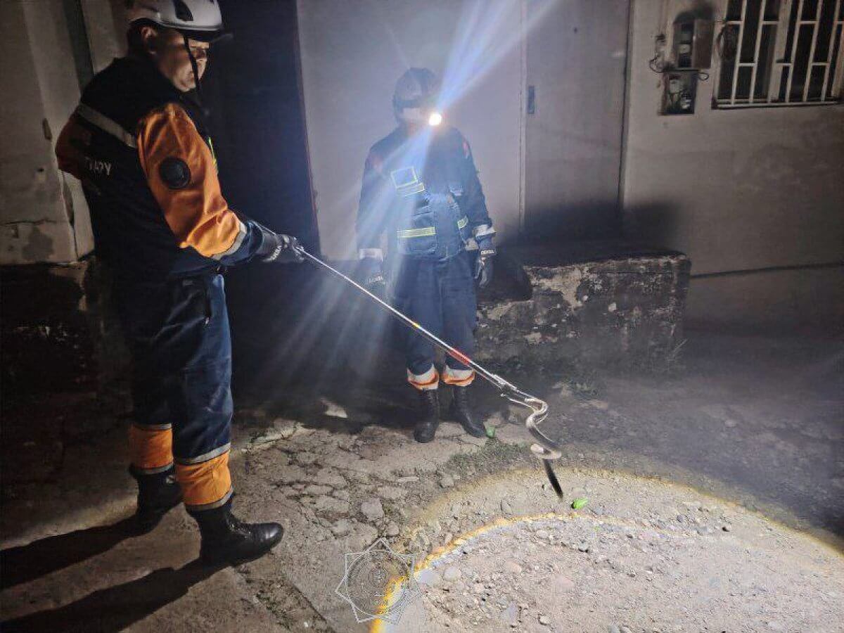 Змея пробралась в жилой дом в Алматинской области (ВИДЕО)