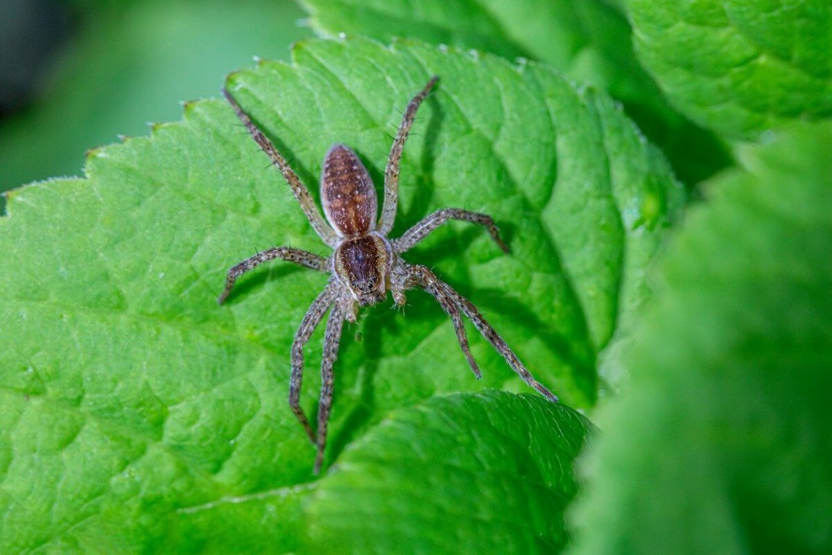Каракурты нападают на людей в Шымкенте
