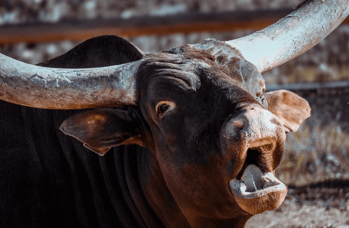 Бык забодал мужчину в Подмосковье