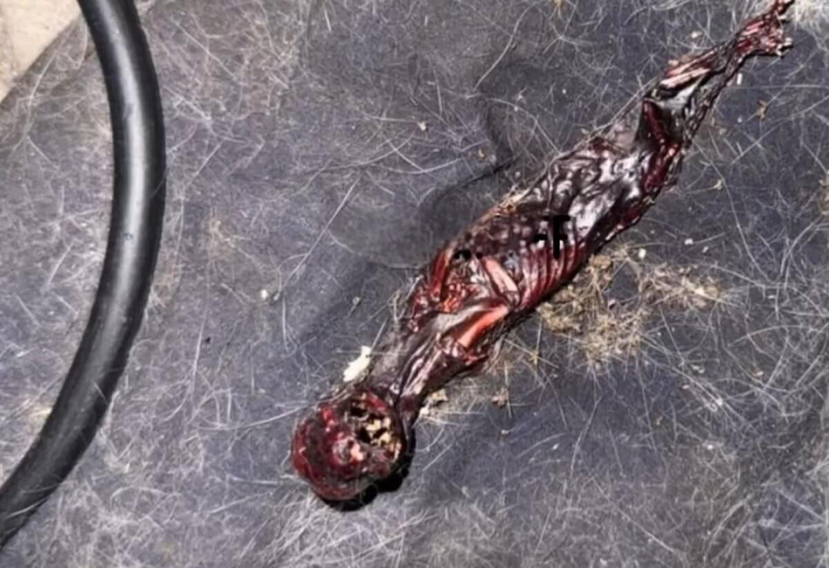 Останки "НЛО" нашли на чердаке дома в Алматы (ВИДЕО)