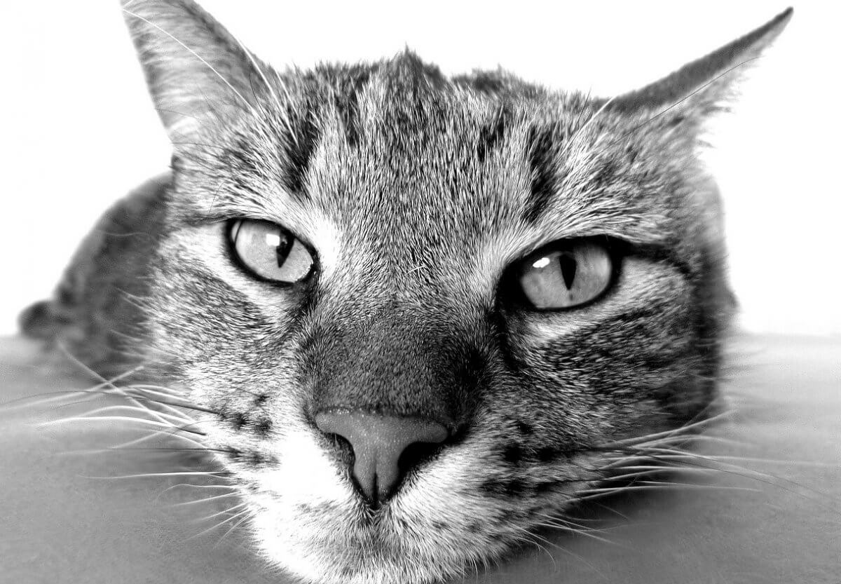 Милое видео с котиком опубликовали спасатели Актобе