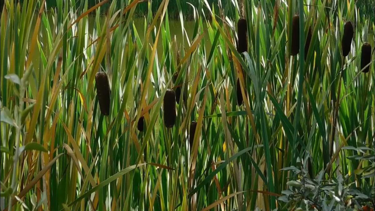 Бумагу из камыша начнут делать в Казахстане