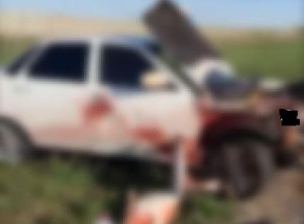 Стадо сайгаков сбила машина на трассе Астана – Караганда