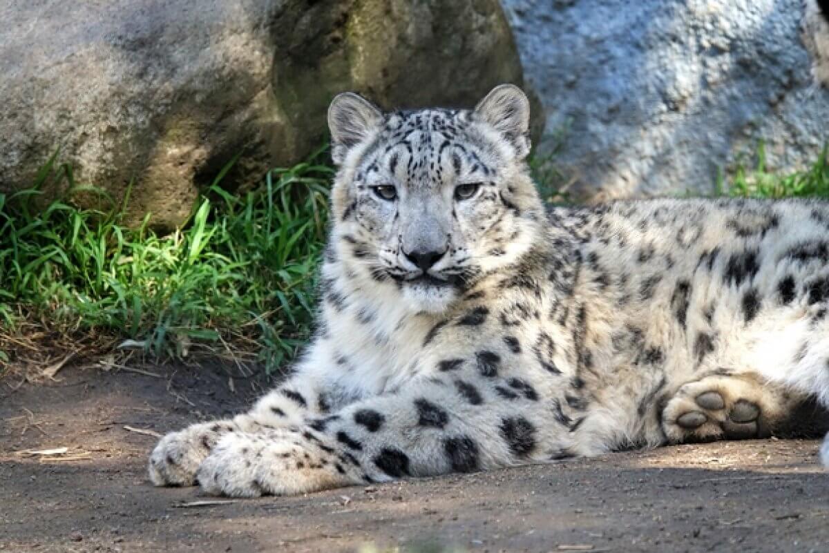 Азиатский барс поселился в Мангистау