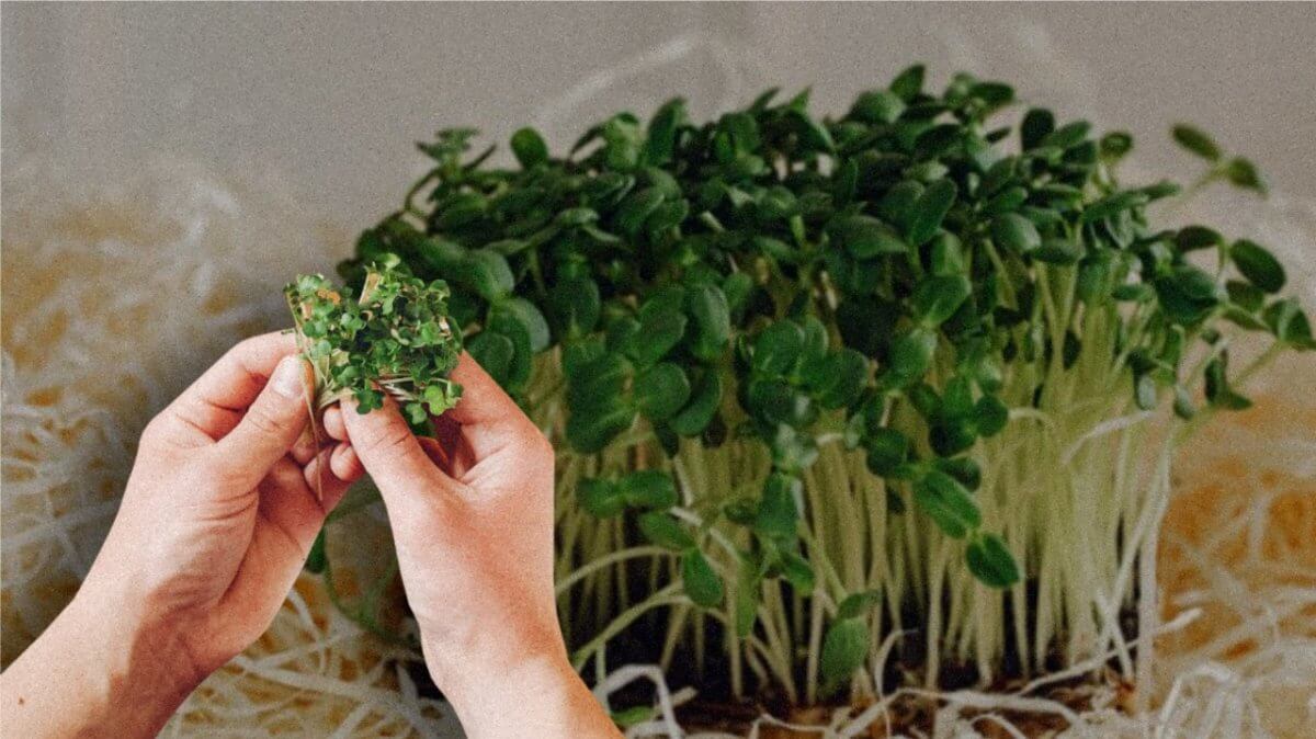 Микрозелень: модный тренд или забота о здоровье?