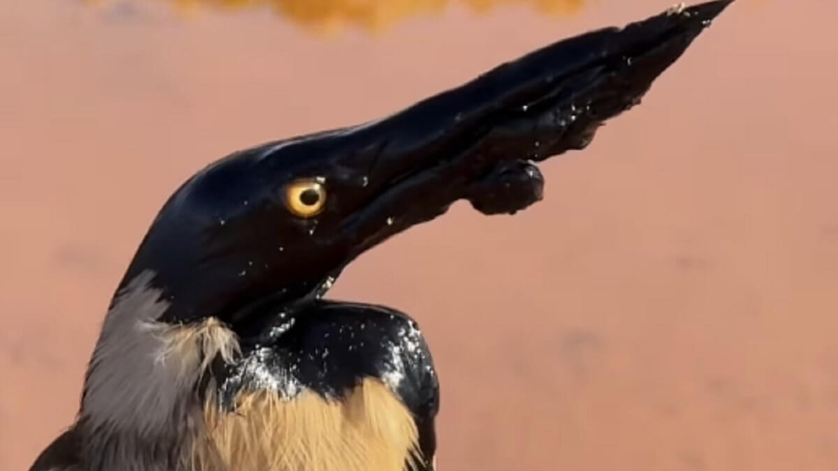 Птица, измазанная нефтью в Мангистау, шокировала сеть (ВИДЕО)