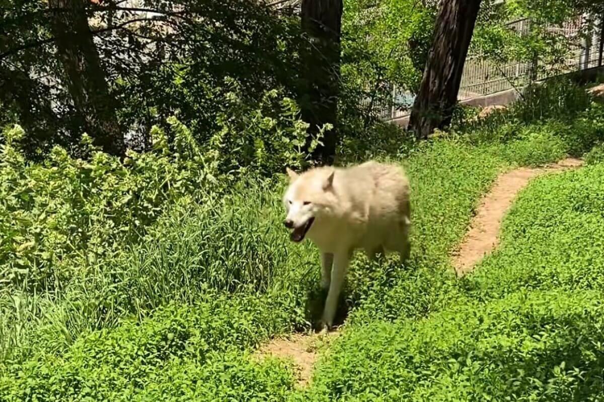 В зоопарке Алматы пополнение (ВИДЕО)