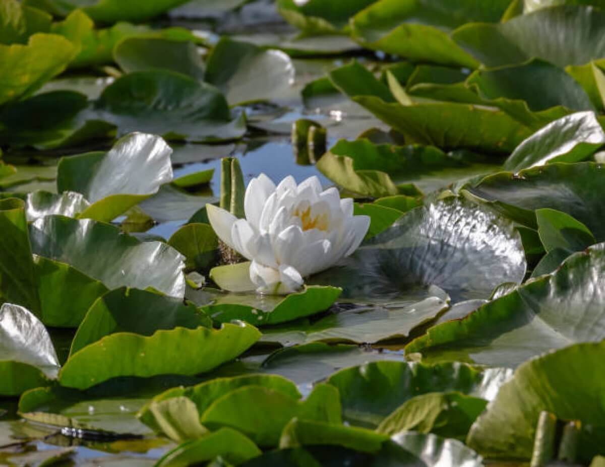 Кувшинки расцвели в Ботаническом саду Алматы