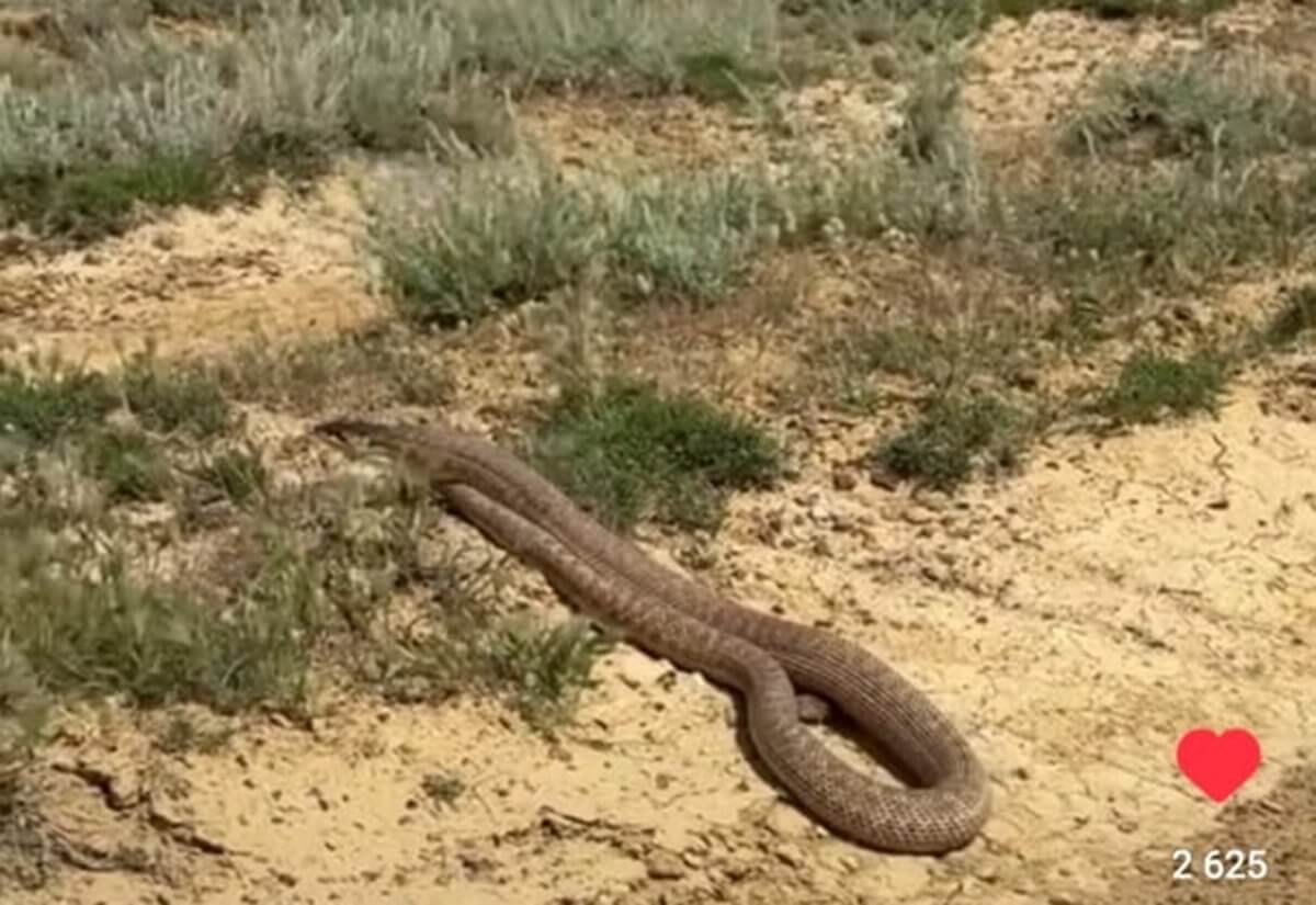 Большая змея напугала жителей Мангистауской области