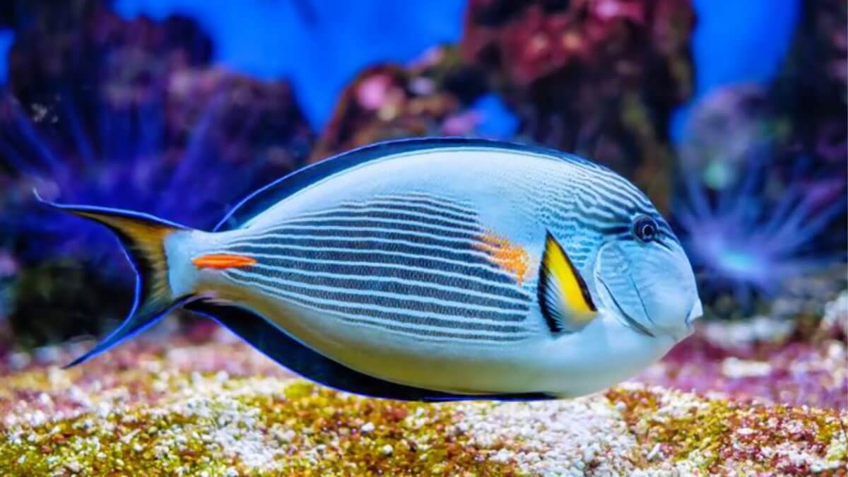 Рыба-хирург напала на туристку в Египте