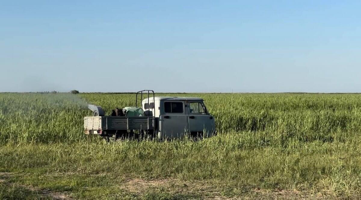 Более 10 тыс. га сельхозземель обработали против саранчи в Кызылординской области