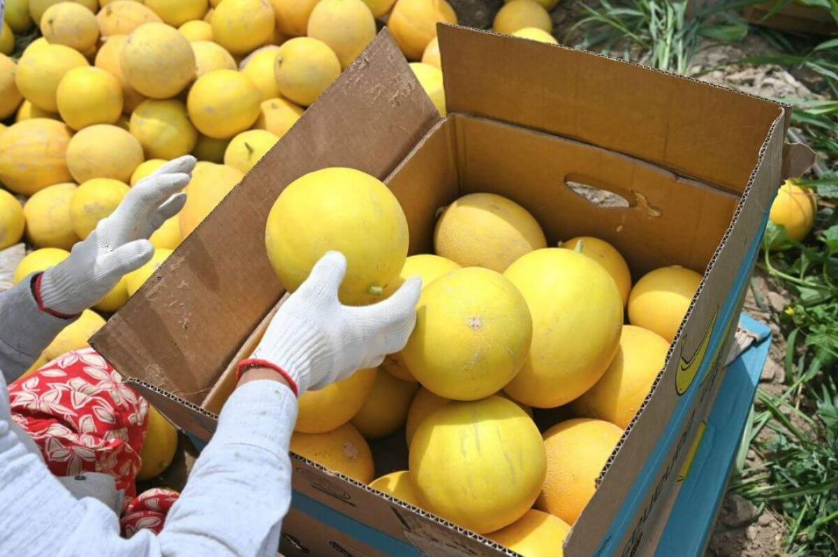 Первый урожай дыни собрали в Туркестанской области