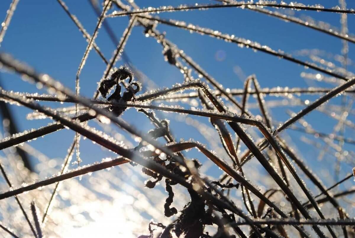 В каких регионах Казахстана сохранятся заморозки