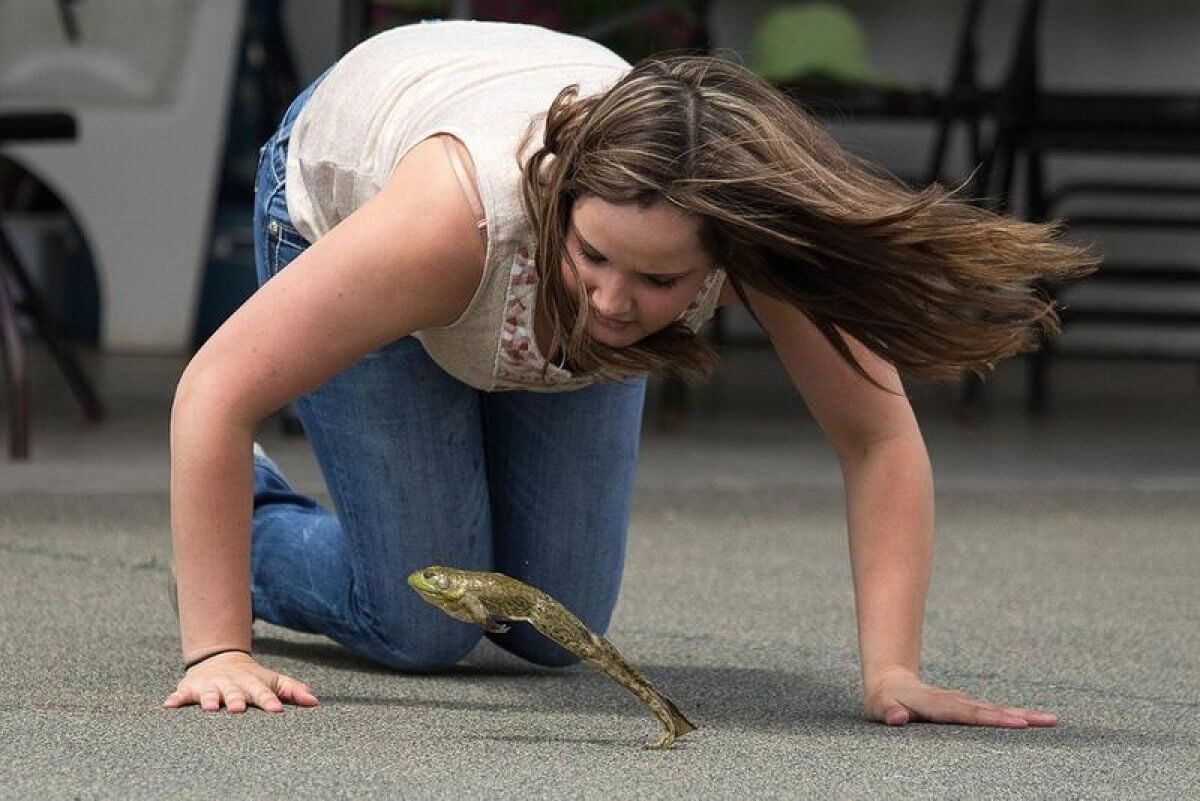 Турнир лягушек по прыжкам с трамплина прошел в Калифорнии