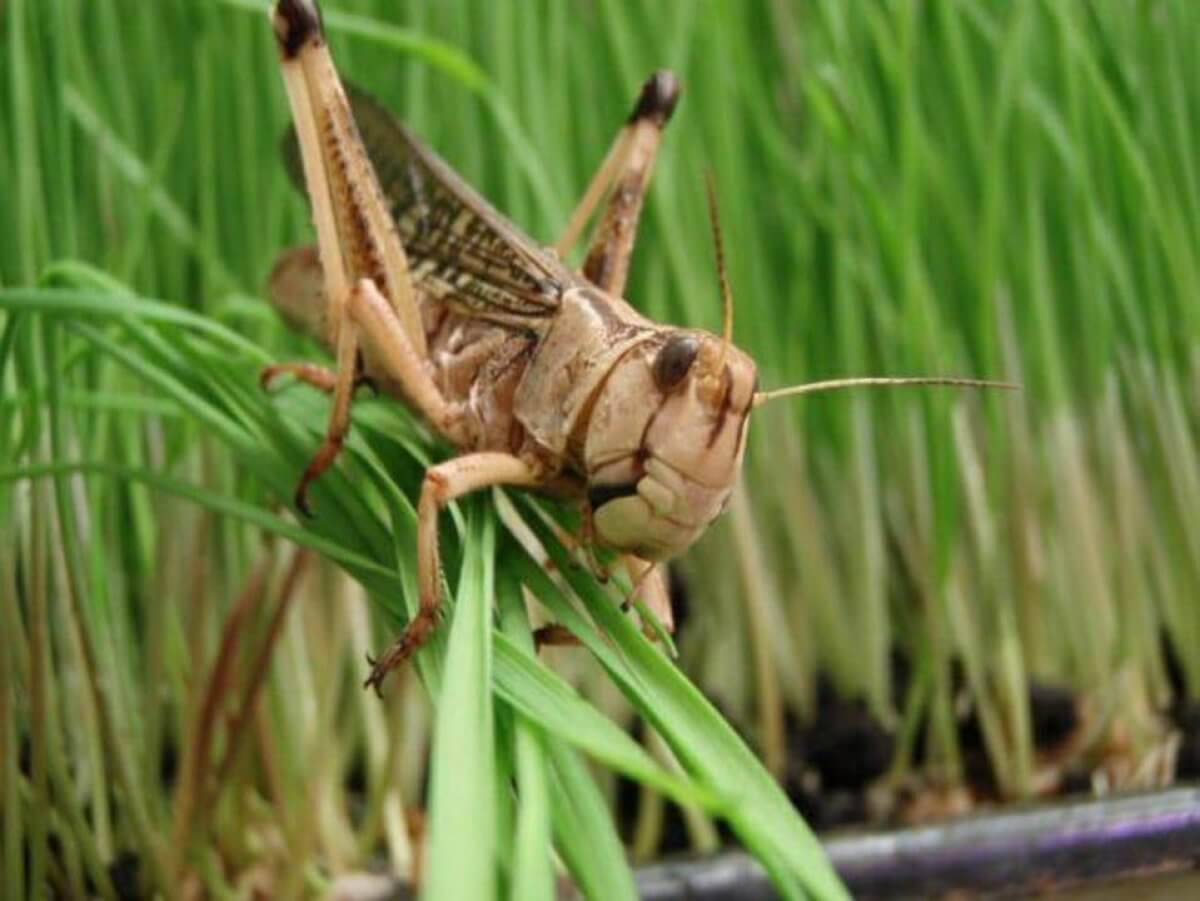 Нашествие саранчи: в Минсельхозе ответили на критику казахстанцев