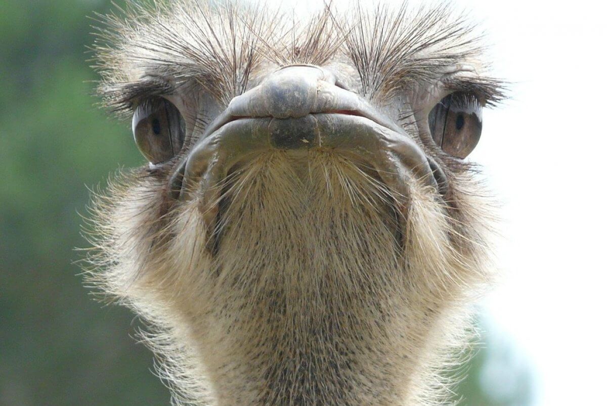 Избил страуса в Шымкенте: появились подробности