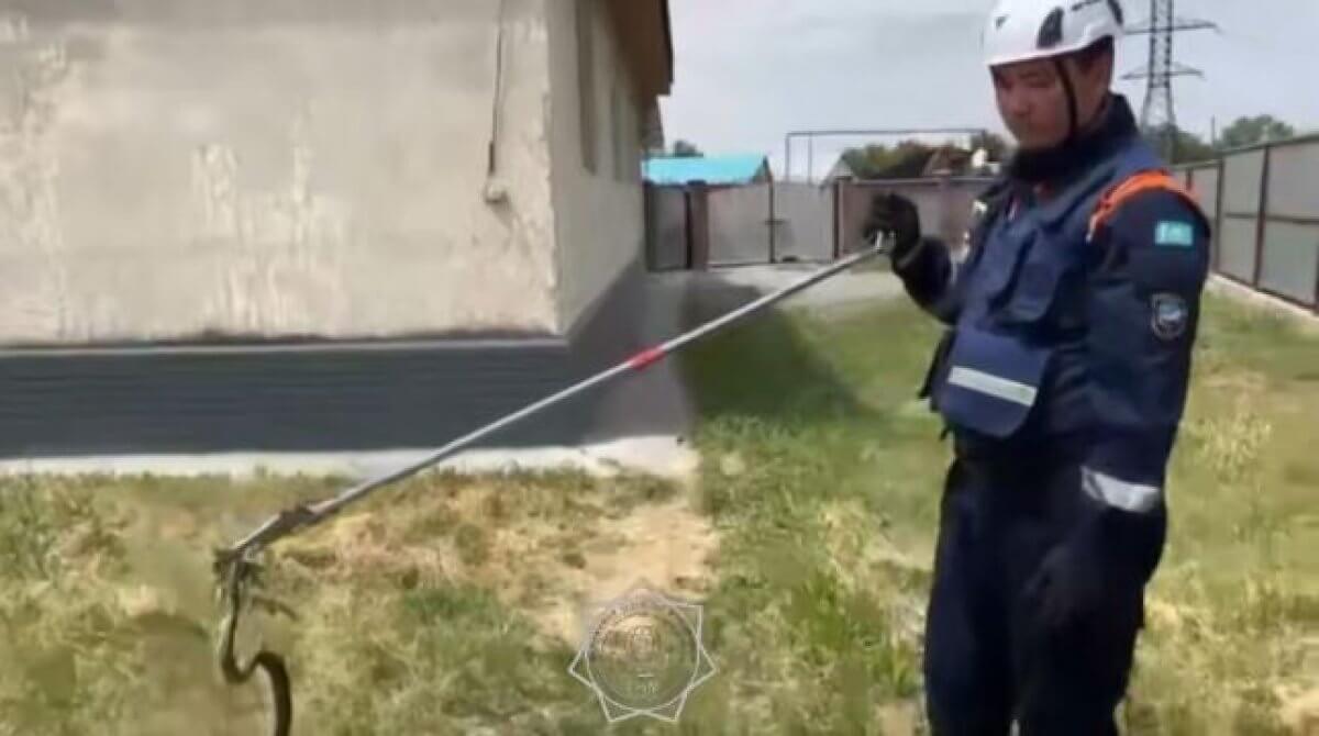 Спасатели преодолели 70 км, чтобы обезвредить змею в Алматинской области (ВИДЕО)
