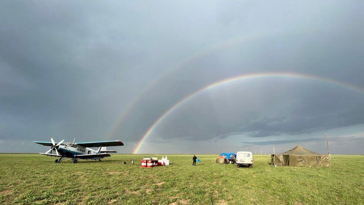 Три вида саранчи выявили на территории Алматинской области