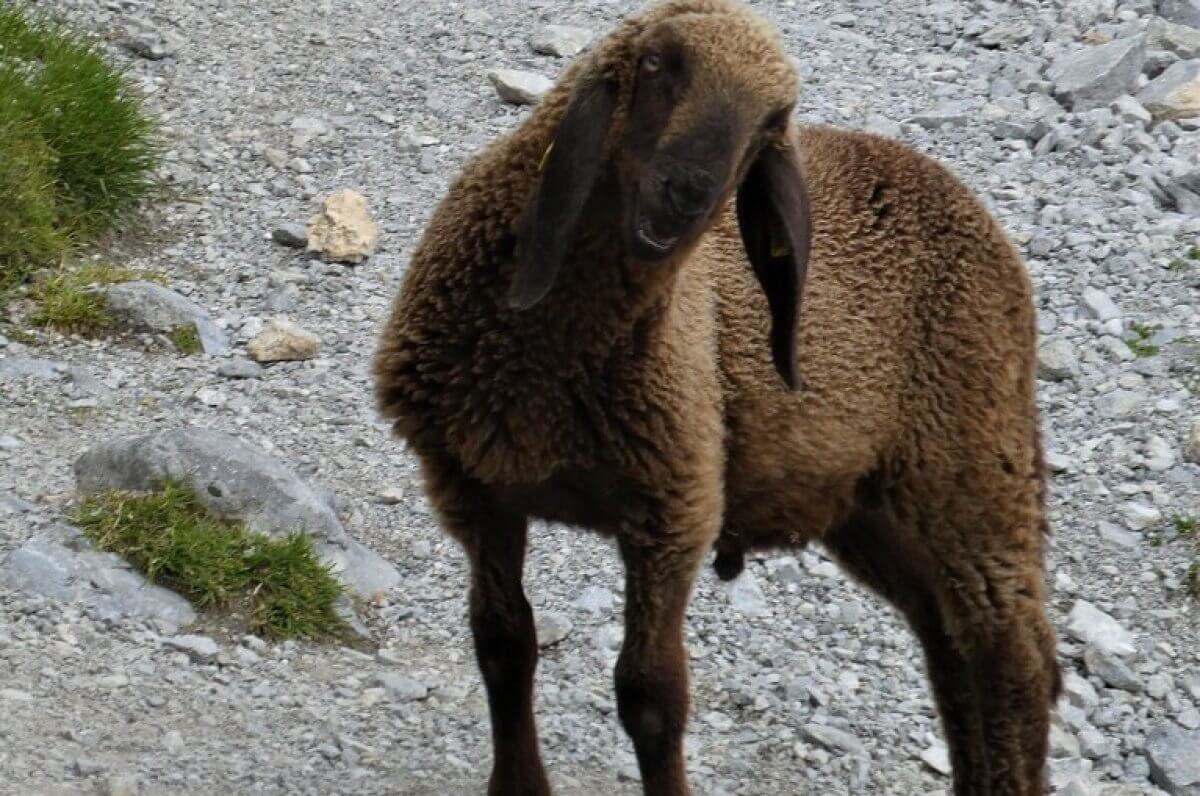 Названы официальные места забоя животных на Курбан айт в Астане