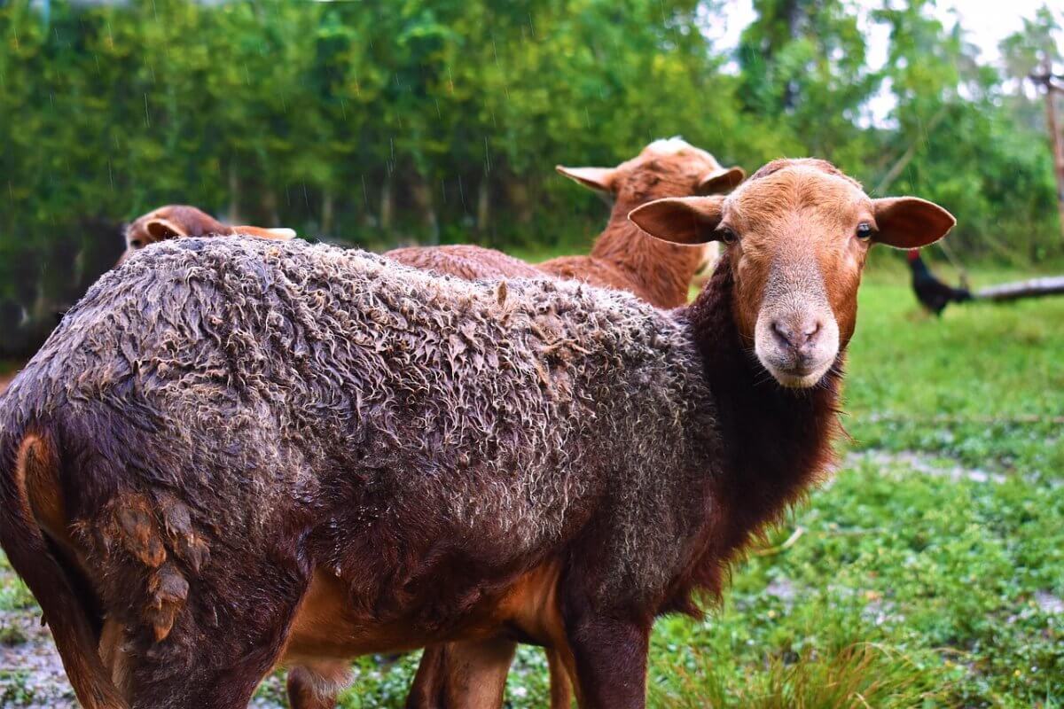 Можно ли делать жертвоприношение в долг? Разъяснение имама